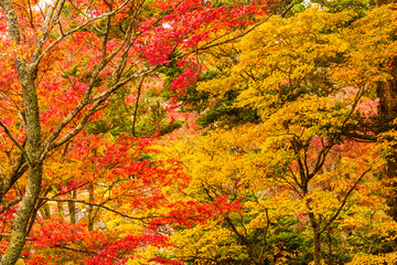 奈良県・高取城址の紅葉