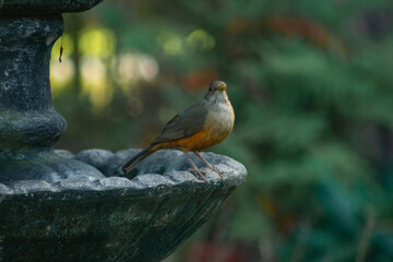 robin on a rock