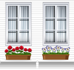 Flower plants near window