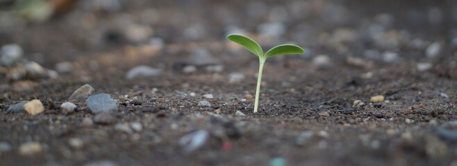 Closeup seedling are growing out from soil.Plants grain sprout grow. Panorama photo.