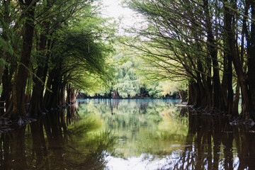 dark lake and wet forest. dark mood. camecuaro lake