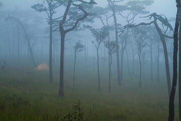 misty morning in the forest at Phu Soi Dao National Park of Thailand