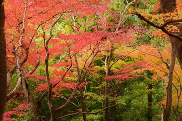 嵐山（らんざん）渓谷の紅葉