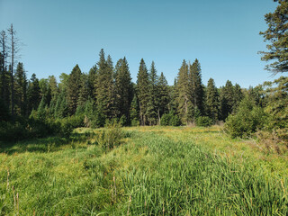View of lush forest and grass on the Hickey Lake hiking trail in Duck Mountain Provincial Park, Manitoba, Canada