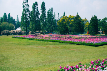 Obraz premium Bogor, Indonesia - A view of the flower themed park Taman Bunga Nusantara in a cloudy afternoon with a view to a field of pink to purple flowers from a distance.
