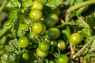 whole bunch of small green cherry tomatoes hang on the vein under the sun in the garden with an orange one hanging on the bottom