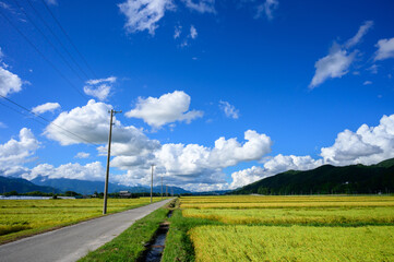 米の収穫時期の日本の田園風景