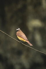 red backed shrike