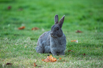  portrait of a cute grey rabbit sitting on a green grass field