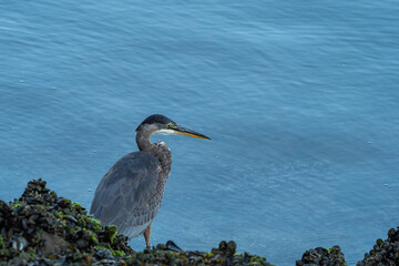 one great blue heron waits patiently on the rocky shoreline in order to catch some fish. 