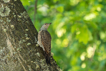 one Northern flicker bird resting on the thick tree truck under the shade of the dense foliage