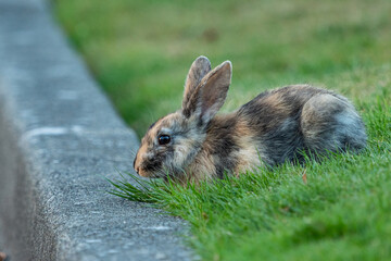 close up of a cute brown rabbit with lighter tone striped fur resting on the edge of green grass field