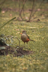 robin on the ground