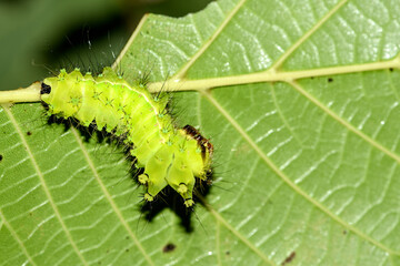 Close up of the old larvae of the green tailed silkworm moth (Bombyx Mandarina) inhabiting wild plants