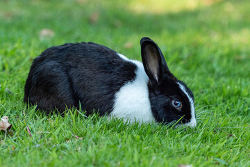side shot of a cute black rabbit with blue eyes and white chest eating on green grass field.