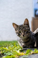 small European shorthair cat sitting in the grass next to a terracev