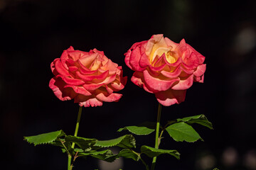 two beautiful red roses blooming under the sun with pitch dark background