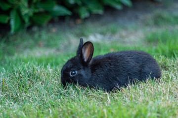 close up of one cute black bunny eating on green grass field besides bushes