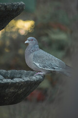 pigeon on the rocks