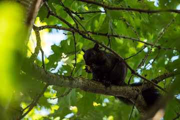 one cute black squirrel sitting on branch eating a nut under the dense foliage