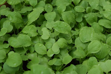 among green veggies leaves, nature background