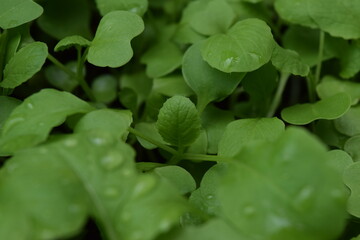 baby green veggies leaves, nature background