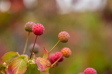 Obraz premium bunch of ball-shaped red barmstedt fruits grown on top of the branch with blurry background