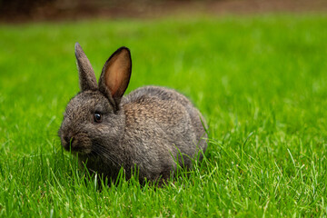 Fototapeta premium close up of one cute grey bunny sitting on green grass field staring at you