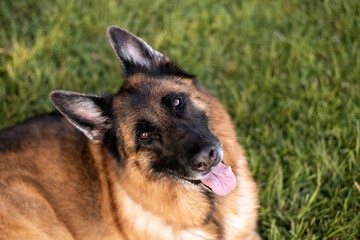 German shepherd dog lying on grass