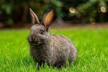 close up of one cute grey bunny sitting on green grass field staring at you