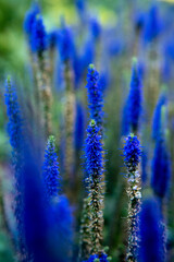 close up of lavender flowers