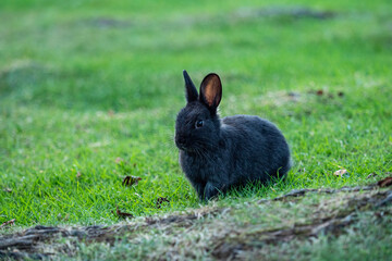 Naklejka na ściany i meble one cute black bunny sitting behind grass covered tree roots under the shade in the park