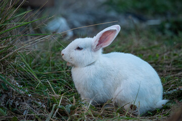 a white rabbit sitting on the grassy ground relaxed chewing something in its mouth