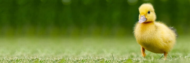 Small newborn ducklings walking on backyard on green grass. Yellow cute duckling running on meadow...