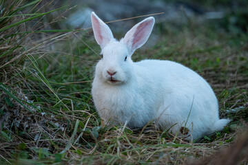 a white rabbit sitting on the grassy ground looking at you while chewing food in its month