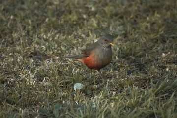 robin in the grass