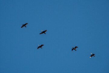 five cormorants flew overhead under clear blue sky