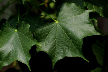 Sterculia colorata Leaves on trees on a dark background