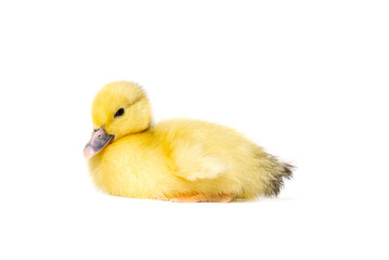 NewBorn little Cute yellow duckling isolated on white.