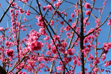 Beautiful garden in winter season, Thailand.