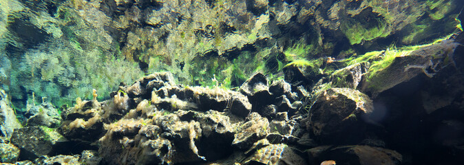 Freshwater algal bloom in Silfra Iceland