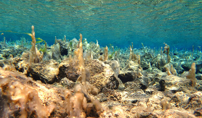 Bubbles trapped in algae in Silfra