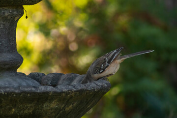 bird in the garden