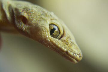 close up of a gecko;
emphasis on the eyes