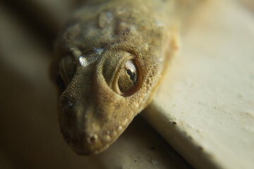 close up of a gecko with a water droplet on its head;
emphasis on the eyes