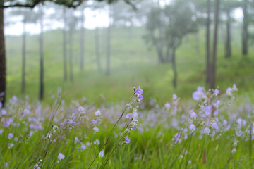  crest naga flower or purple flower at Phu Soi Dao National Park in Thailand
