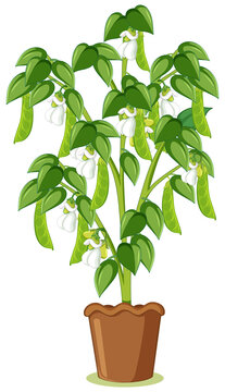green bean plant in brown pot clip art preview
