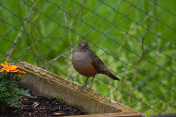 robin in the garden