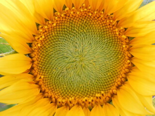 
Yellow bright middle of young sunflower flower