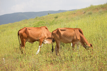 Fototapeta na wymiar Cows grazing the vast fields in Rajasthan